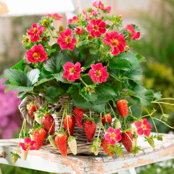 Fragaria ananassa 'Tristan' - Tristan Strawberry