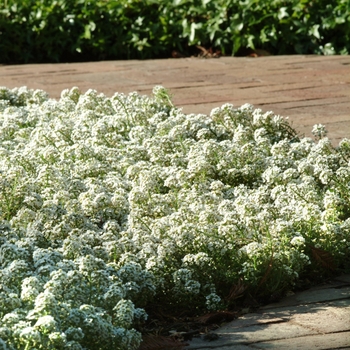 Lobularia maritima - Clear Crystal® White Sweet Alyssum