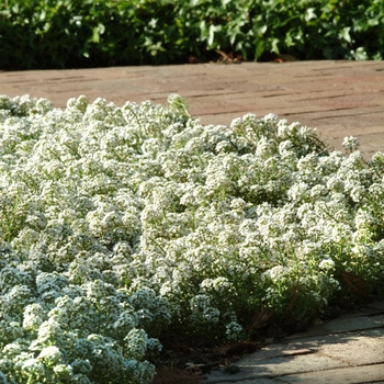 Lobularia maritima - Clear Crystal® White Sweet Alyssum Lobularia maritima - Clear Crystal® White Sweet Alyssum