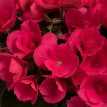Begonia 'Bright Pink' - Begonia
