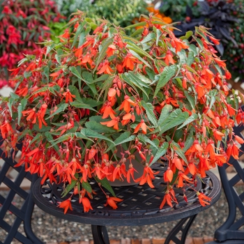 Begonia boliviensis - Bossa Nova® Orange Begonia boliviensis - Bossa Nova® Orange