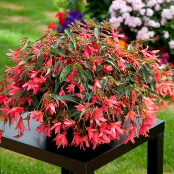 Begonia boliviensis 'Bossa Nova Pink Glow' - Bossa Nova Pink Glow Begonia Begonia boliviensis 'Bossa Nova Pink Glow' - Bossa Nova Pink Glow Begonia