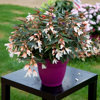 Begonia boliviensis - Bossa Nova® Pure White Begonia boliviensis - Bossa Nova® Pure White