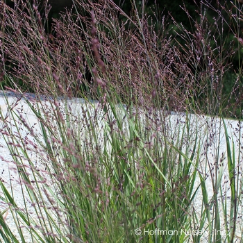Panicum virgatum 'Purple Tears' - Purple Tears Switch Grass