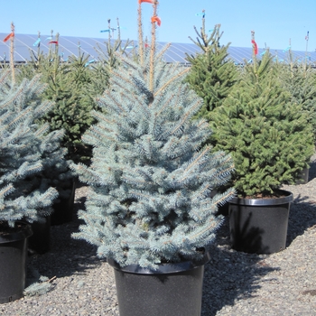 Picea pungens 'Blue Diamond' - Blue Diamond Spruce