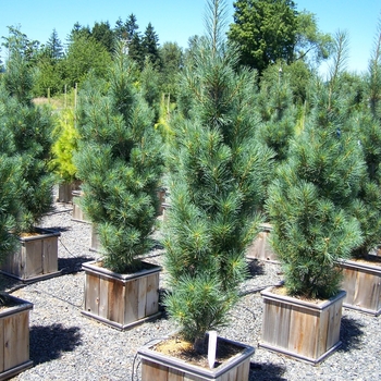 Pinus strobus 'Stowe Pillar' - Columnar White Pine