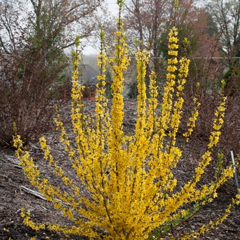 Forsythia - Show Off Starlet®