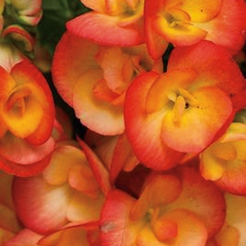 Begonia x hiemalis - Amstel Carneval Begonia x hiemalis - Amstel Carneval
