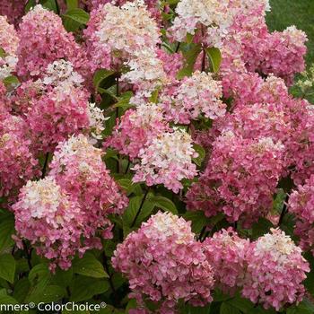 Hydrangea paniculata 'SMHPFL' - Fire Light® Hydrangea