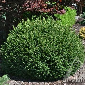 Picea abies 'Pumila' - Dwarf Norway Spruce