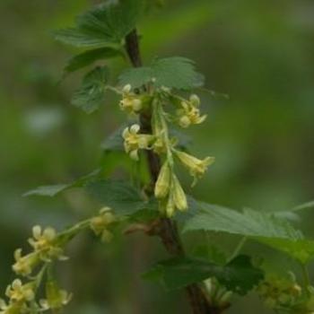 Ribes americanum - American Black Currant