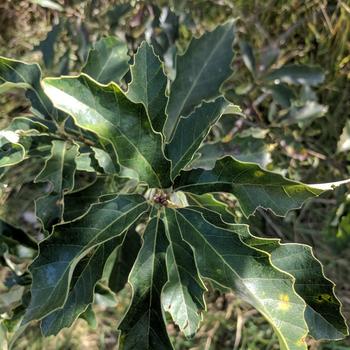 Quercus prinoides - Dwarf Chinkapin Oak