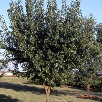 Maclura pomifera 'White Shield' - White Shield Osage Orange Maclura pomifera 'White Shield' - White Shield Osage Orange