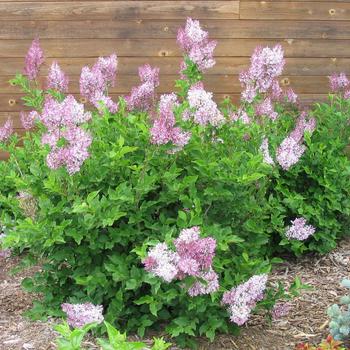 Syringa patula 'Miss Kim' - Miss Kim Lilac