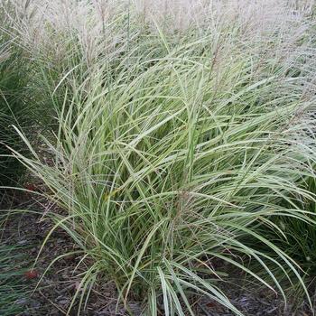 Miscanthus sinensis 'Variegatus' - Variegated Japanese Silver Grass Miscanthus sinensis 'Variegatus' - Variegated Japanese Silver Grass