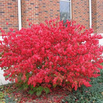 Euonymus alatus 'Compacta' - Burning Bush