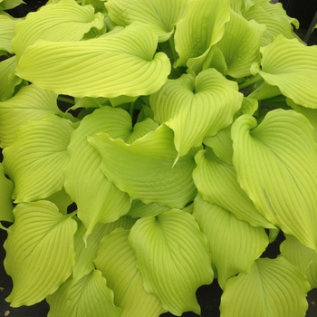 Hosta 'Dancing Queen' - Dancing Queen Hosta Hosta 'Dancing Queen' - Dancing Queen Hosta