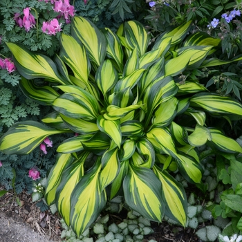 Hosta - 'Rainbow's End' Hosta, Plantain Lily