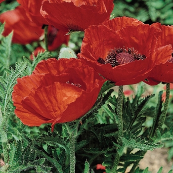 Papaver orientale 'Beauty of Livermore' - Oriental Poppy Papaver orientale 'Beauty of Livermore' - Oriental Poppy
