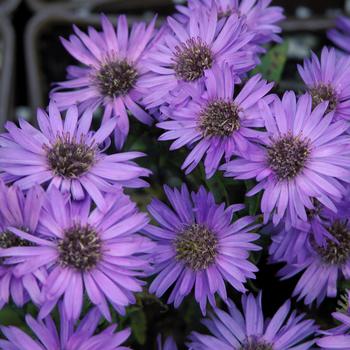 Aster dumosus 'Wood's Purple' - Wood's Purple Aster