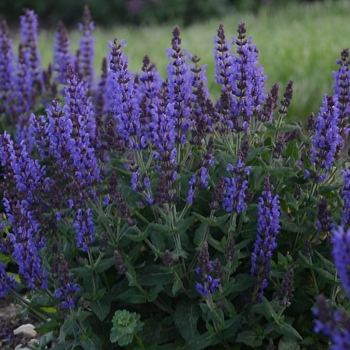 Salvia nemorosa 'Bumbleblue' - Bumbleblue Salvia