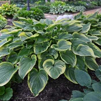 Hosta - 'Victory' Hosta - 'Victory'
