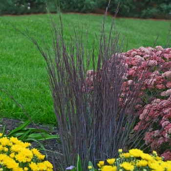 Schizachyrium scoparium 'Smoke Signal' - Little Bluestem Schizachyrium scoparium 'Smoke Signal' - Little Bluestem