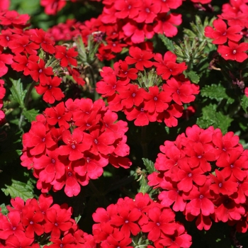 Verbena cultivars - Lascar™ Dark Red Verbena cultivars - Lascar™ Dark Red