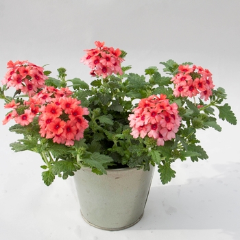 Verbena 'Lascar Mango Orange' - Lascar™ Verbena Verbena 'Lascar Mango Orange' - Lascar™ Verbena