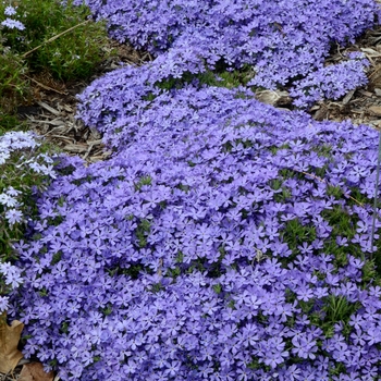Violet Pinwheels Creeping Phlox - Phlox x 'Violet Pinwheels' Violet Pinwheels Creeping Phlox - Phlox x 'Violet Pinwheels'