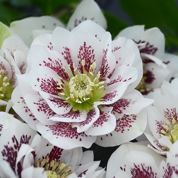 Helleborus - Wedding Party® Confetti Cake Lenten Rose