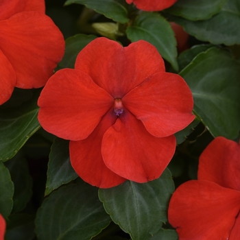 Impatiens walleriana 'Beacon Bright Red' - Impatiens Beacon™ Impatiens walleriana 'Beacon Bright Red' - Impatiens Beacon™