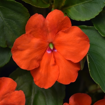 Impatiens walleriana 'Beacon Orange' - Impatiens Beacon™ Impatiens walleriana 'Beacon Orange' - Impatiens Beacon™