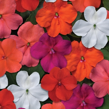 Impatiens walleriana 'Beacon Select Mix' - Impatiens Beacon™ Impatiens walleriana 'Beacon Select Mix' - Impatiens Beacon™