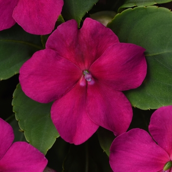 Impatiens walleriana 'Beacon Violet Shades' - Impatiens Beacon™ Impatiens walleriana 'Beacon Violet Shades' - Impatiens Beacon™