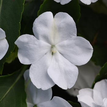 Impatiens walleriana 'Beacon White' - Impatiens Beacon™ Impatiens walleriana 'Beacon White' - Impatiens Beacon™