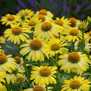 Echinacea - Butterfly 'Cleopatra' Echinacea - Butterfly 'Cleopatra'