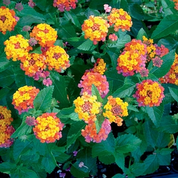 Lantana camara - Bandana® Cherry Sunrise Lantana camara - Bandana® Cherry Sunrise