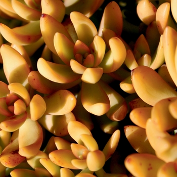 Sedum nussbaumerianum - Coppertone Sedum nussbaumerianum - Coppertone