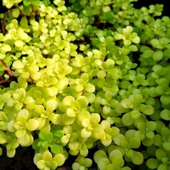 Sedum makinoi - 'Ogon' Sedum makinoi - 'Ogon'