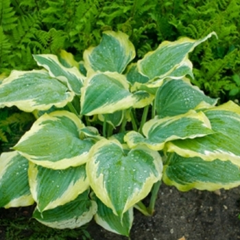 Hosta hybrid - Shadowland® 'Seducer' Hosta hybrid - Shadowland® 'Seducer'