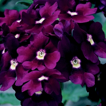 Verbena hybrid - Lanai® Royal Purple w/Eye Verbena hybrid - Lanai® Royal Purple w/Eye