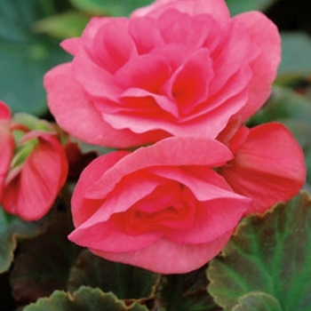 Begonia x hiemalis - Solenia® Light Pink Begonia x hiemalis - Solenia® Light Pink