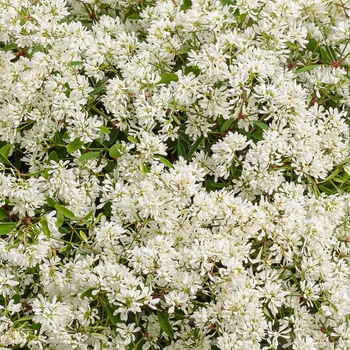 Euphorbia hybrid - Diamond Snow® Euphorbia hybrid - Diamond Snow®