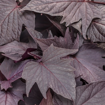 Ipomoea batatas - Sweet Caroline Bewitched After Midnight™ Ipomoea batatas - Sweet Caroline Bewitched After Midnight™