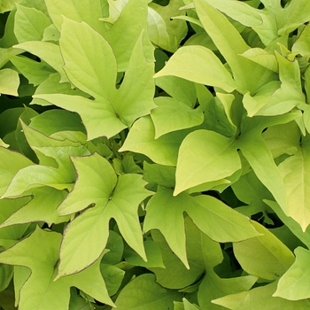 Ipomoea batatas - 'Sweet Caroline Light Green' Ipomoea batatas - 'Sweet Caroline Light Green'