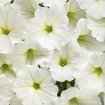 Petunia hybrid - Supertunia Vista® Snowdrift™ Petunia hybrid - Supertunia Vista® Snowdrift™