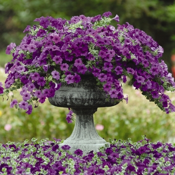 Petunia hybrida - Easy Wave® Blue Petunia hybrida - Easy Wave® Blue