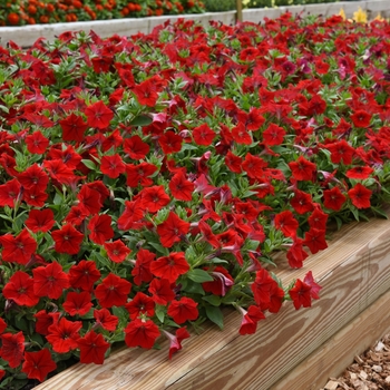 Petunia hybrida - Easy Wave® Red Petunia hybrida - Easy Wave® Red