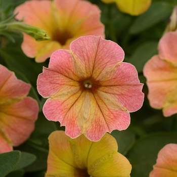 Petunia hybrid - Cascadias™ Indian Summer Petunia hybrid - Cascadias™ Indian Summer